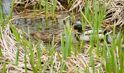 wildlife in a public park. photo during the day.