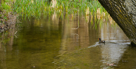 wildlife in a public park. photo during the day.