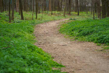 young forest with a green carpet in the spring of 2022. photo oe during the day.