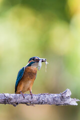Common kingfisher or Alcedo atthis sitting on a branch with fish