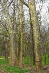 Obraz premium young forest with a green carpet in the spring of 2022. photo oe during the day.