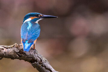 Interested common kingfisher, alcedo atthis, perched in nature from back view. Attractive male bird with bright blue plumage looking sideways in spring wilderness