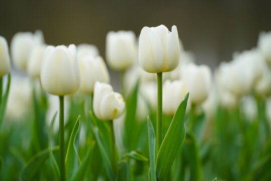 white tulips. beautiful tulips in the spring of 2022. photo during the day in natural light.