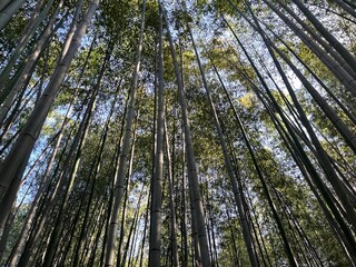 Fototapeta premium foret in Japan