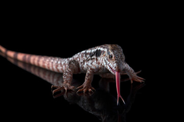 Argentine Red Tegu Lizard isolated on black background