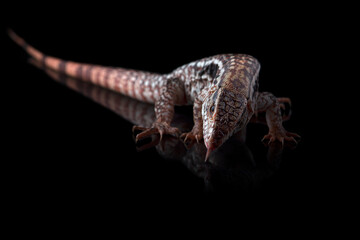 Argentine Red Tegu Lizard isolated on black background