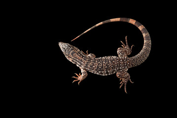 Naklejka premium Argentine Red Tegu Lizard isolated on black background