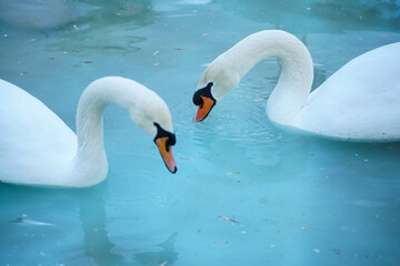 Obraz premium swan in captivity at a zoo. photo with blue background.