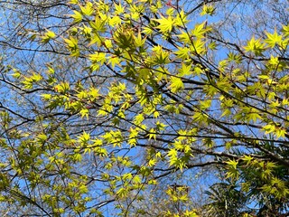 Maple leaves in spring