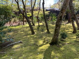 Fototapeta premium Japanese garden