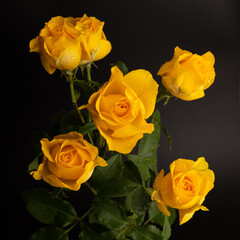 Yellow roses on the black isolated background. Closeup. For design, texture, borders, frame, background. Nature.