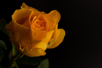 Yellow roses on the black isolated background. Closeup. For design, texture, borders, frame, background. Nature.