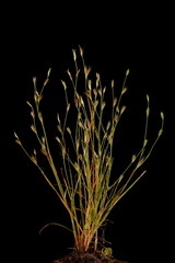 Toad Rush (Juncus bufonius). Habit Closeup