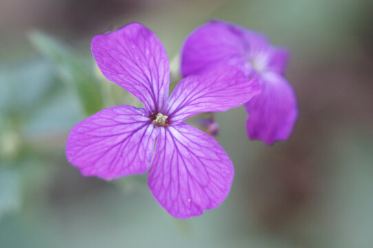 Closeup shot of perennial honesty on the blurry background