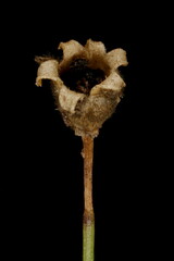 Annual Gypsophila (Psammophiliella muralis). Fruit Closeup