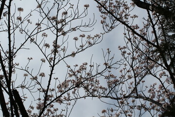 影絵のようなたくさんの満開の桜の木枝
