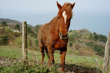 Beautiful shot of a New Forest pony horse on grass land behind a metal fence with a blue sky