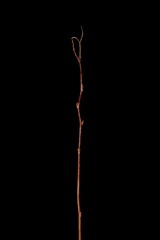Japanese Spiraea (Spiraea japonica). Wintering Twig Closeup
