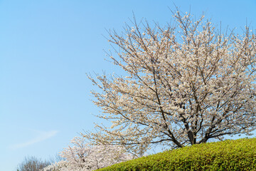 桜