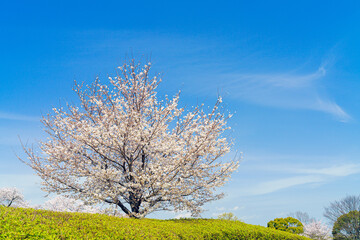Naklejka premium 桜