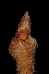 White Elm (Ulmus laevis). Terminal Bud Closeup