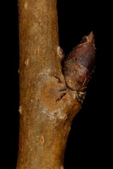 Pear (Pyrus communis). Lateral Bud Closeup