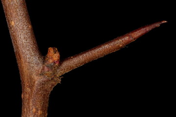 Japanese Quince (Chaenomeles japonica). Spine Closeup