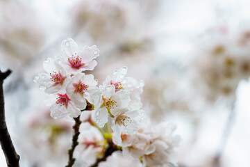 雨に濡れる桜