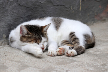 Cat sleeping on a street. Cute pet lying near the old concrete wall