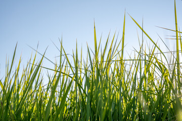 Fototapeta Row of lush, tall grasses with sunlight against a clear sky obraz