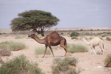 Small camel with its camel mother in the desert of morocco
