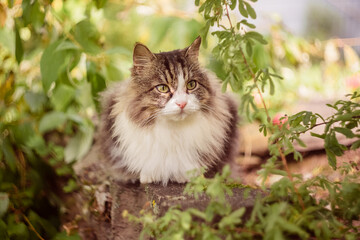 Striped Siberian fluffy cat sits on the rocks in the greenery. Walking pets in nature