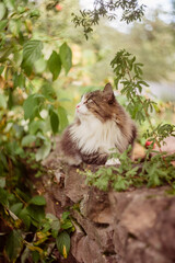 Striped Siberian fluffy cat is sitting in the garden. Walking pets in nature
