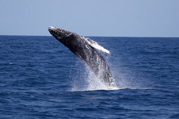 Closeup of a blue whale jumping out of the water off the coast of San Diego, California, USA © Jujo/Wirestock Creators