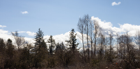 Trees without leafs in a city park during a sunny winter day