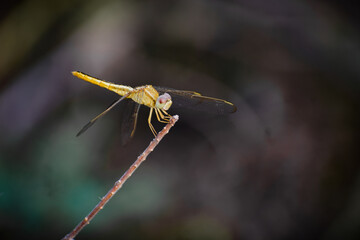 The scarlet skimmer (Crocothemis servilia) in pond of Sungei Bul