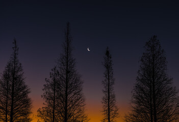 moon between trees at sunrise