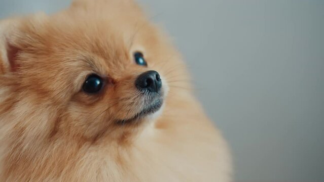 close-up of the muzzle of a pomeranian dog