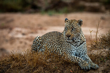 Big male Leopard laying in the grass.