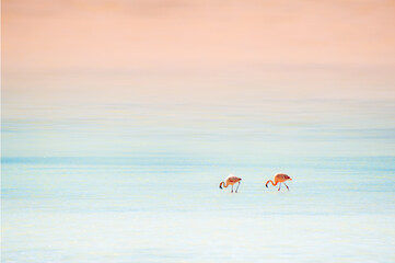 Two pink flamingoes in the lagoon with blue water at sunset. Altiplano plateau, Bolivia. Fauna of South America highlands
