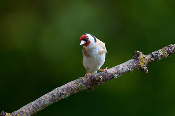 Stieglitz (Carduelis carduelis)