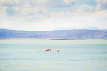 Two pink flamingoes in the blue water of lagoon. Altiplano plateau, Bolivia