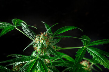 Cannabis plants in bloom, with green leaves and white and yellow flowers on a black background with copy space