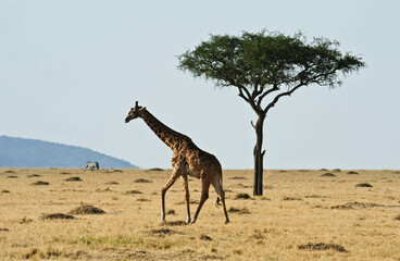  A Rothschild giraffe in Nakuru National Park, Kenya
