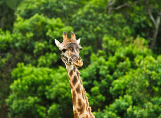A Rothschild giraffe in Nakuru National Park, Kenya
