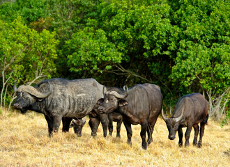 African Buffalo in the Kruger National Park , Wildlife scene from Africa nature,  Big animal in the habitat.
