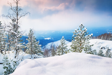 Snow-covered trees in the mountains. Beautiful winter landscape.