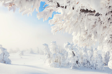 Winter landscape. Snow-covered trees in the forest after snowfall.