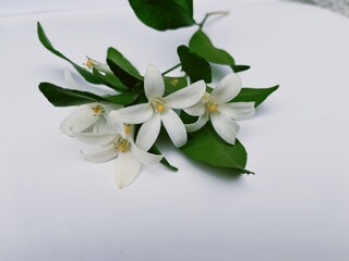 White flower on white background.