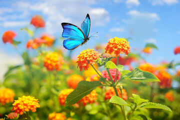 Beautiful spring summer image of Morpho butterfly on orange lantana flower against blue sky  on...